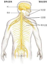 간호학 신경계검사 의식수준5단계 지남력 실어증종류 감각운동언어