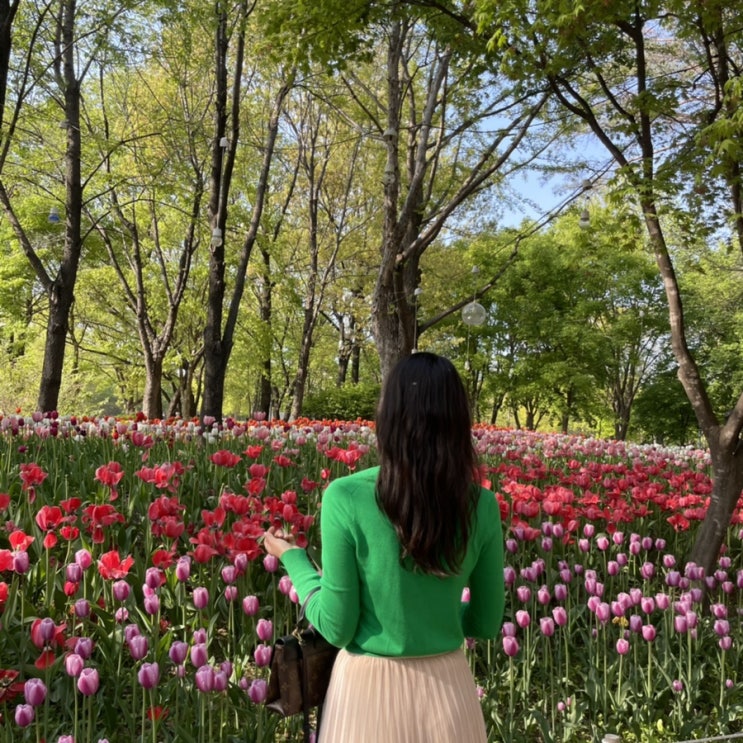 서울나들이) 서울숲 튤립 꽃구경(위치&개화상태)