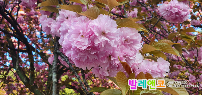  화무십일홍 - 봄꽃에 마음이 흔들리네