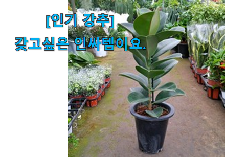 사람들이 찾는덴 이유가 있었네요 전문가추천 인도 고무나무 만족꿀템 소개해요 너무 좋네요 사람들이 찾는덴 이유가 있었네요 전문가추천 인도 고무나무 만족꿀템 소개해요 너무 좋네요