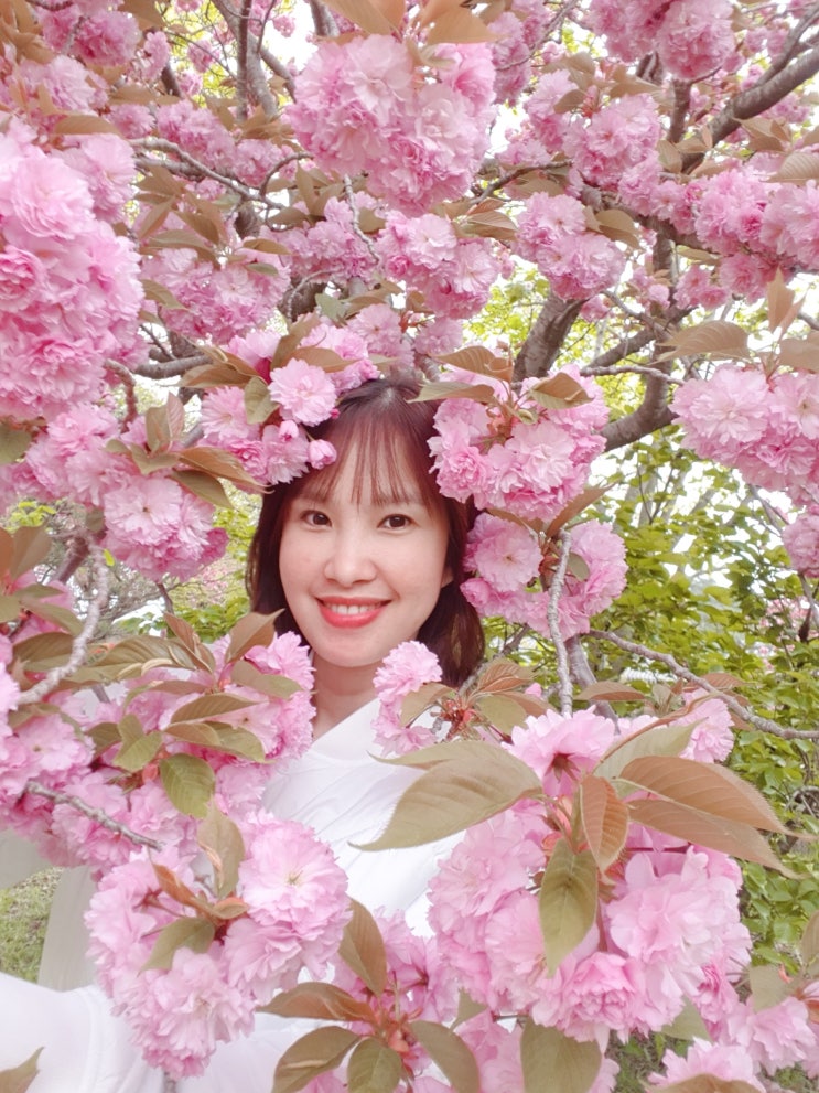 경주 사람없는 겹벚꽃 숨은 명소 불국사가는길 경주 사람없는 겹벚꽃 숨은 명소 불국사가는길