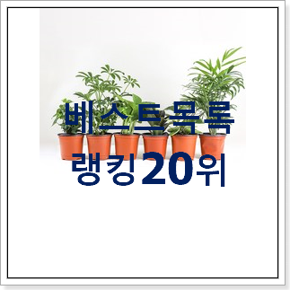 역대최고 식물 사람들이 왜이렇게 찾는지 알거같네요 역대최고 식물 사람들이 왜이렇게 찾는지 알거같네요