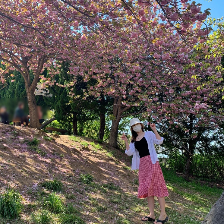 부산 겹벚꽃 : 민주공원 겹벚꽃 동산 다녀온 부산 사람 부산 겹벚꽃 : 민주공원 겹벚꽃 동산 다녀온 부산 사람