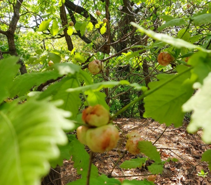 나무에달린 열매아닌 열매  참나무 충영  성분 효능 /산행중 발견한 참나무 충영 이야기