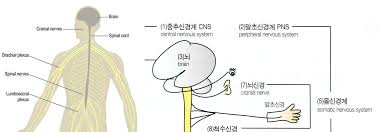 성인간호학 혈액검사 결과의미 소변징후증상 표재성 심부건반사 성인간호학 혈액검사 결과의미 소변징후증상 표재성 심부건반사