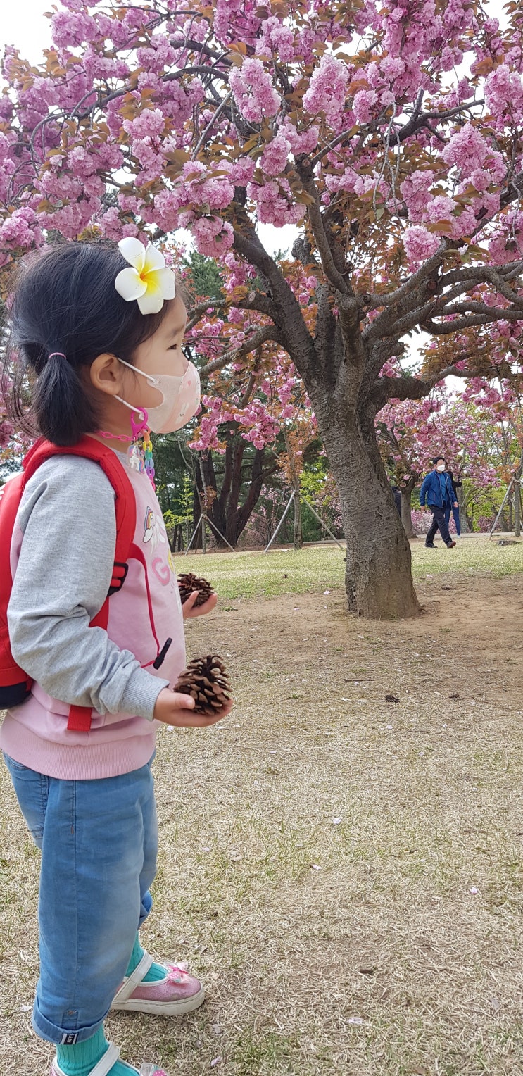 [경주 불국사] 아이들과 불국사 활짝핀 겹벚꽃 소풍 및 주차 꿀팁, 14분거리 토함산휴양림 바람길 여행