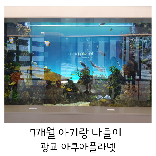  가족 나들이로 광교 아쿠아플라넷 다녀왔어요(수유실 정보)