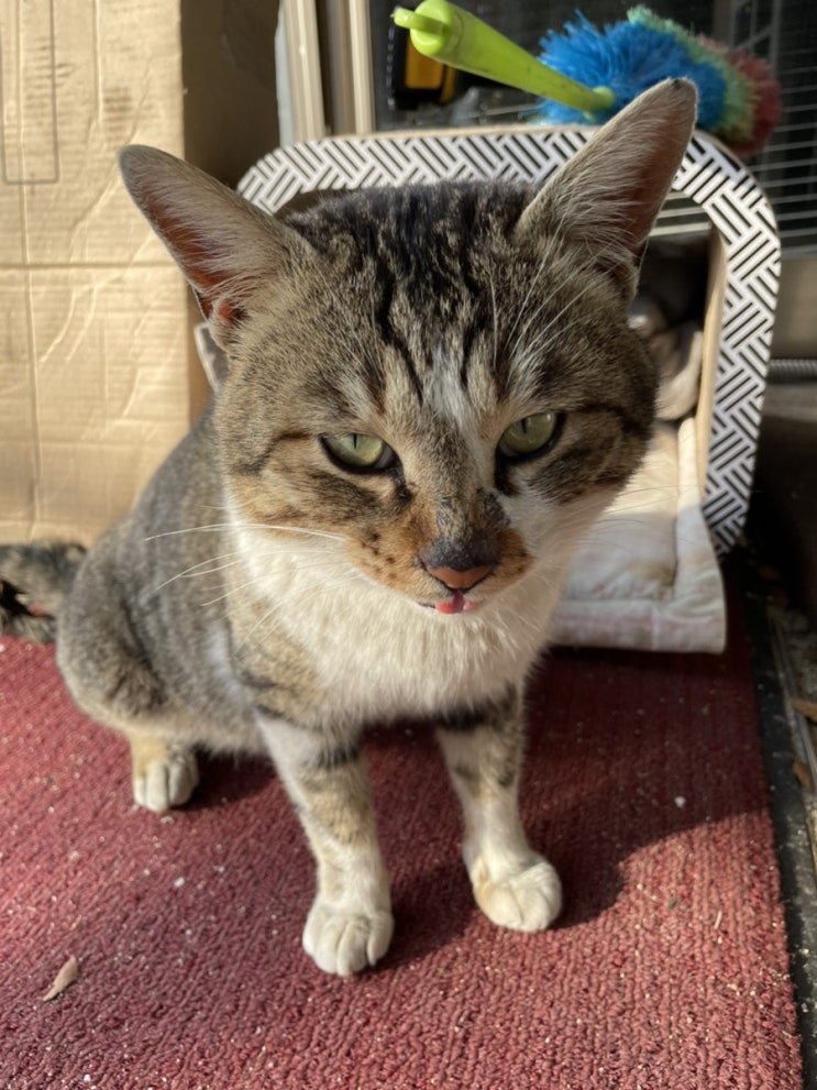 고양이 탐구생활 1 [난이의 매력] / 고양이일상
