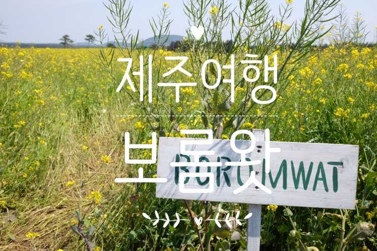  제주 여행 / 꽃길만 걸을수 있는 4월의 보롬왓