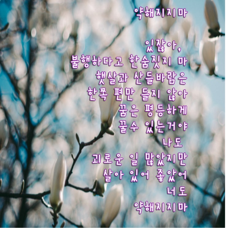  시바타 도요의 일본시 [약해지지 마]로 일본어 무작정 따라하기.