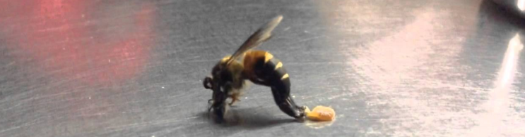 핵산 추출 사례 - 벌의 배설물 (bee feces)