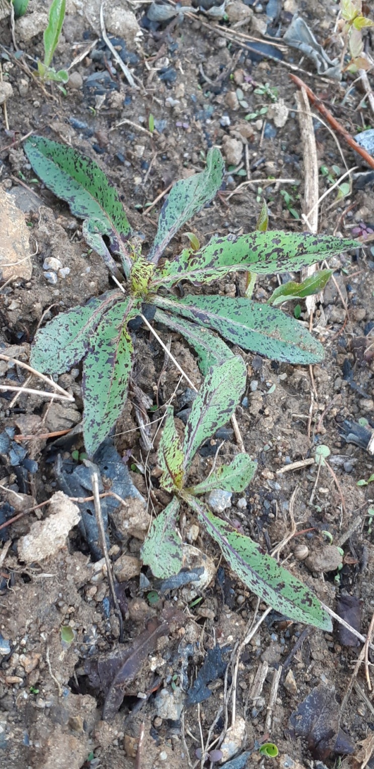 산야초 왕고들빼기 알뿌리 효능,판매