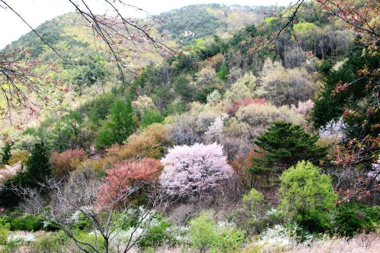 보곡산벚꽃 자진뱅이길ㅡ꽃이 진 흔적도 아름답다