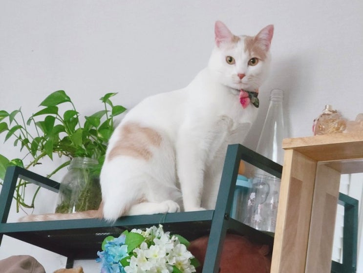  아침형 인간 만들어주는 고양이