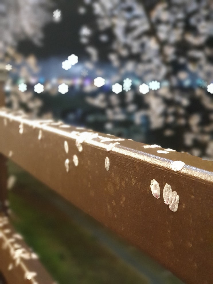  밤,벚꽃