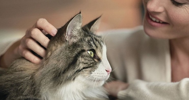 고양이 알레르기 증상 있는 집사가 고양이와 같이 사는 방법