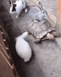 토끼와 거북이