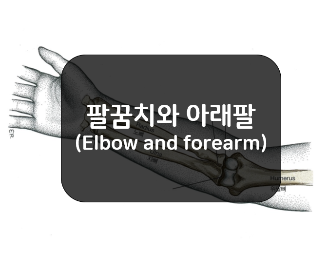  팔꿈치(Elbow)와 아래팔(Forearm)의 뼈와 관절!!
