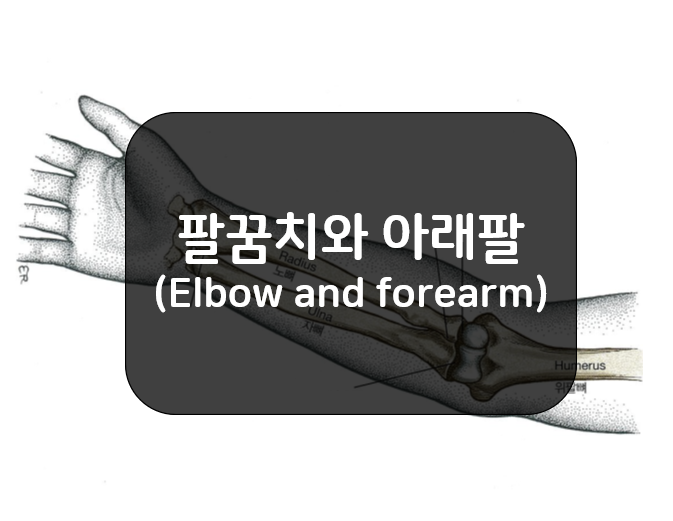 팔꿈치(Elbow)와 아래팔(Forearm)의 뼈와 관절!!