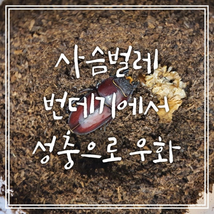 사슴벌레 번데기에서 성충으로 우화 -8개월간의 긴 여정 사슴벌레 번데기에서 성충으로 우화 -8개월간의 긴 여정