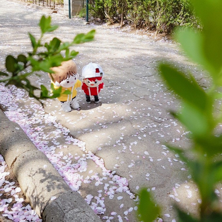 동네 산책, 벚꽃·아이돌인형·감성사진