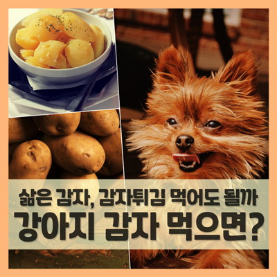 강아지 감자 튀김이나 삶은 걸 먹어도 되나요? (f. 수제간식 만들기)