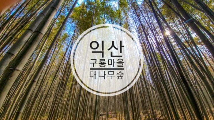 익산가볼만한곳 구룡마을 대나무숲
