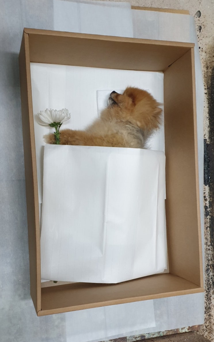 포메라니안 딸기 후원금 마감. 병원비와 장례비 정산완료. 포메라니안 딸기 후원금 마감. 병원비와 장례비 정산완료.