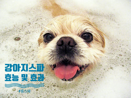  환절기 강아지 몽스파 효과 및 효능