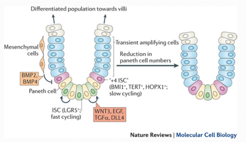Development 성장 17 - Adult Stem Cells and Niche : 네이버 블로그