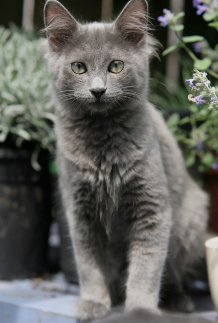 고양이 러시안블루(Russian Blue) 특징