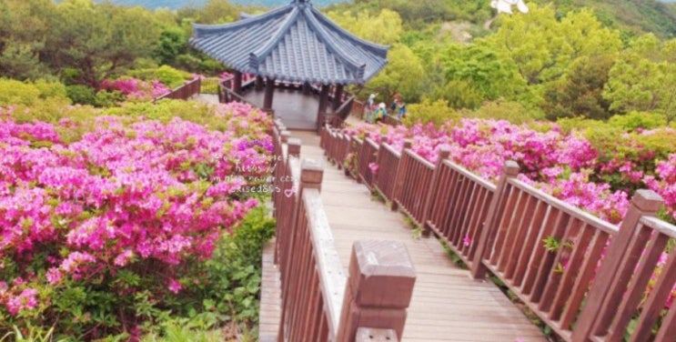 경남 김해 신어산 등산:은하사-하늘릿지- 출렁다리-정상-철쭉군락지-영구암 코스 경남 김해 신어산 등산:은하사-하늘릿지- 출렁다리-정상-철쭉군락지-영구암 코스