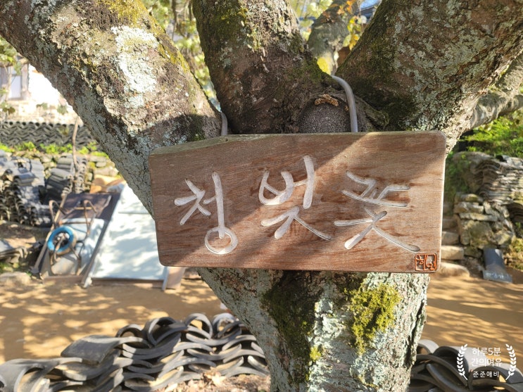  개심사 에서만 핀다는 청벚꽃을 아시나요? 왕벚꽃, 겹벚꽃이라고도 부르네요.