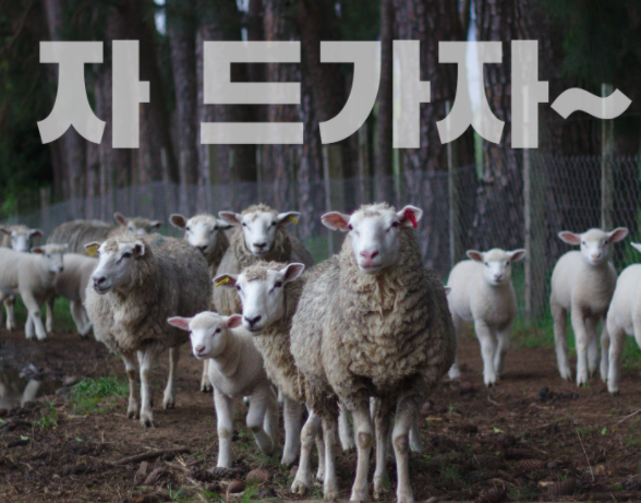  [어떤 효과] 양떼 효과  - 사람들이 사니까 나도 사야 될 것 같아!