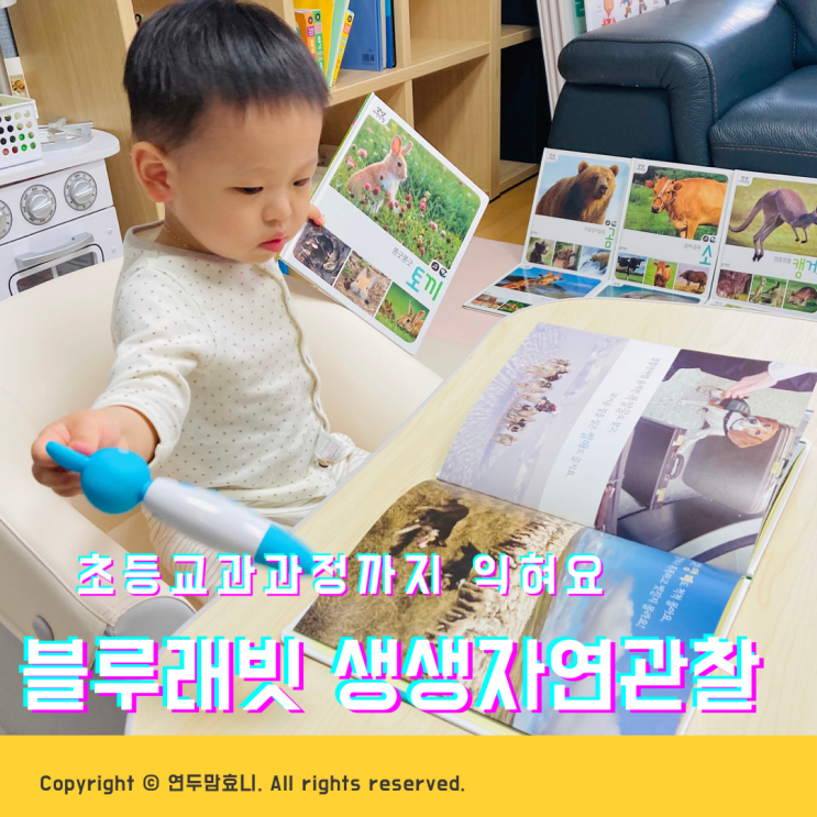17개월 자연관찰 유아전집 초등교과과정까지 블루래빗 생생자연관찰 17개월 자연관찰 유아전집 초등교과과정까지 블루래빗 생생자연관찰