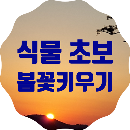  식물초보가 봄에 키우기 좋은 봄꽃 베스트 7과 꿀팁