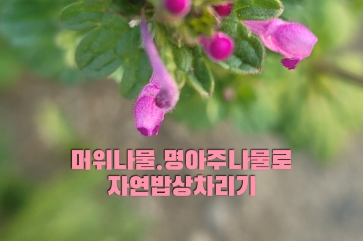  시골살이ㅡ이맘때 시골 들이나 밭둑에서 흔하게 뜯을 수 있는 봄나물/쑥ㆍ명아주나물ㆍ머위나물로 밥상차리기