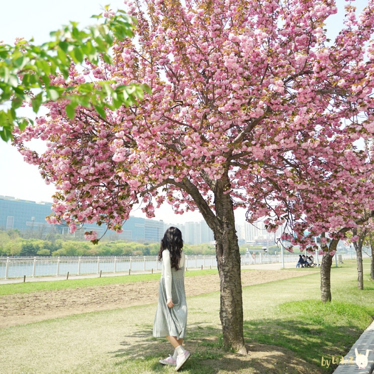 하남 미사리 조정경기장 & 미사경정공원 겹벚꽃 경기도 꽃구경