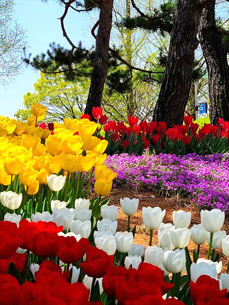 서울근교 여행 경기도 일산 호수공원 튤립 너무 예뻐요! : 네이버 블로그