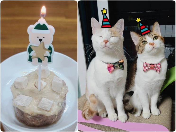  쁘니둥이 생일케익. 고양이 생일케익 만들기.