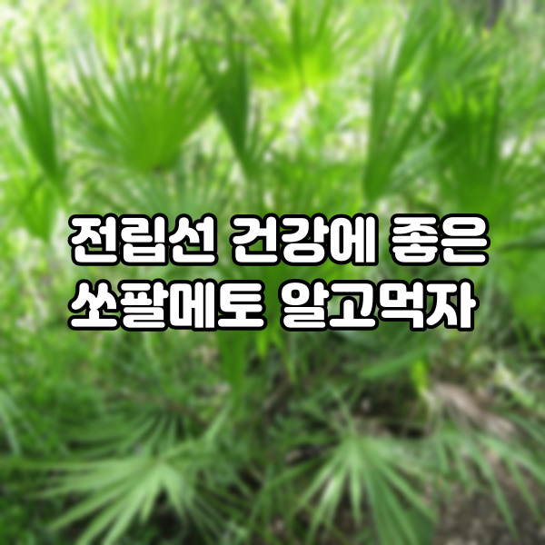  미국산 쏘팔메토 효능 알고 먹자