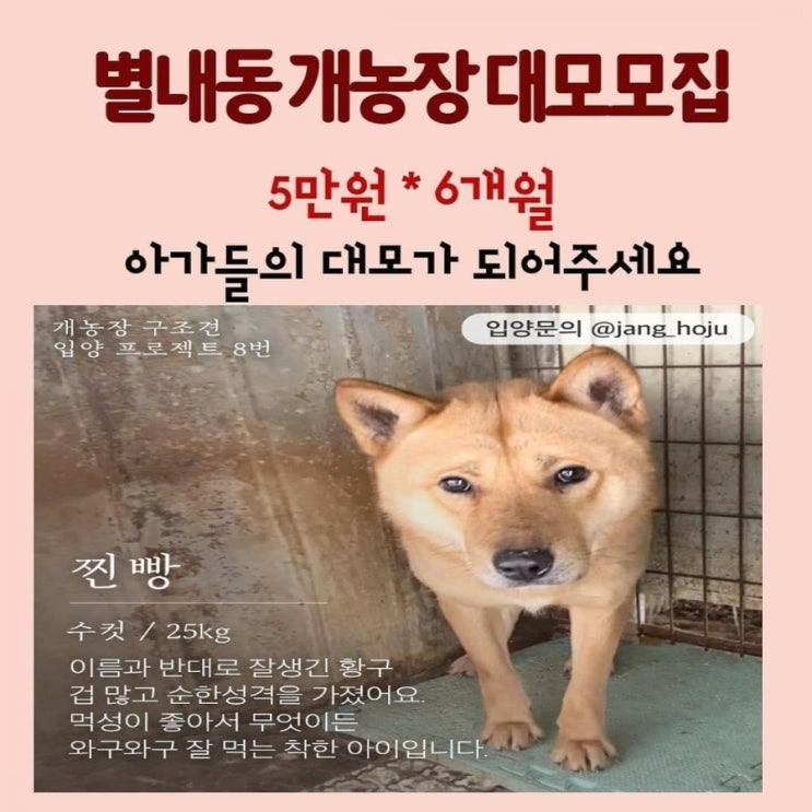 별내 불법 개농장 아이들, 구산동 아이들, 벽강보호소에 후원금 전달했습니다.