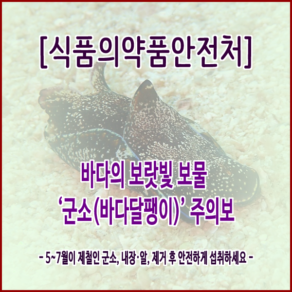  [식품의약품안전처] 바다의 보랏빛 보물 ‘군소(바다달팽이)’ 주의보