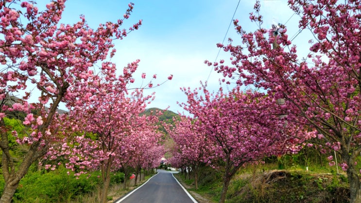 [서산 겹벚꽃 명소] 서산 문수사 겹벚꽃 터널 힐링 걷기