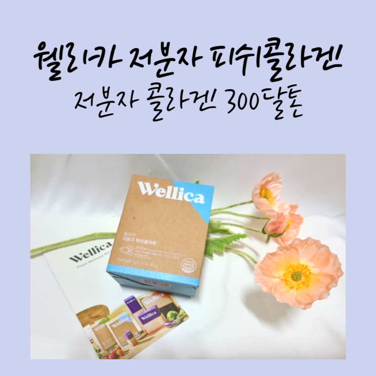  웰리카 저분자 동안 콜라겐으로 속부터 채우자