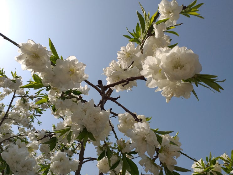 의왕 청계사(淸溪寺)의 흰 겹벚꽃