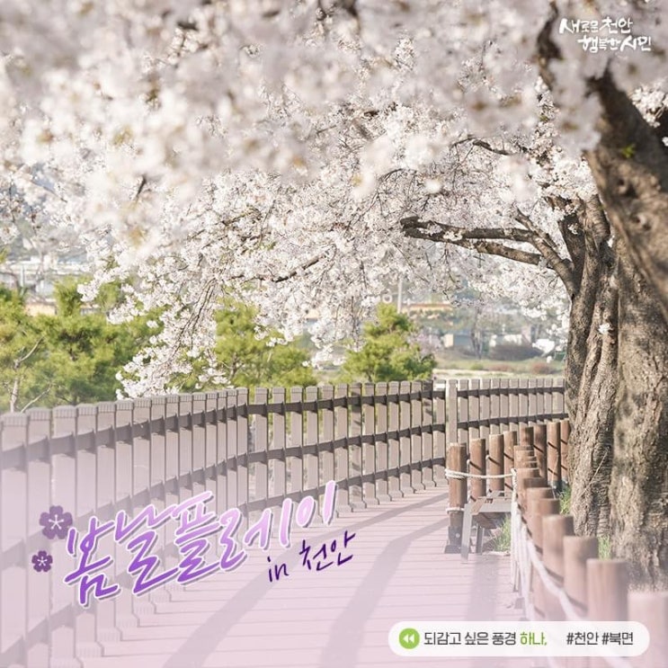 천안가볼만한곳 봄날플레이 in 천안 | 천안시청페이스북