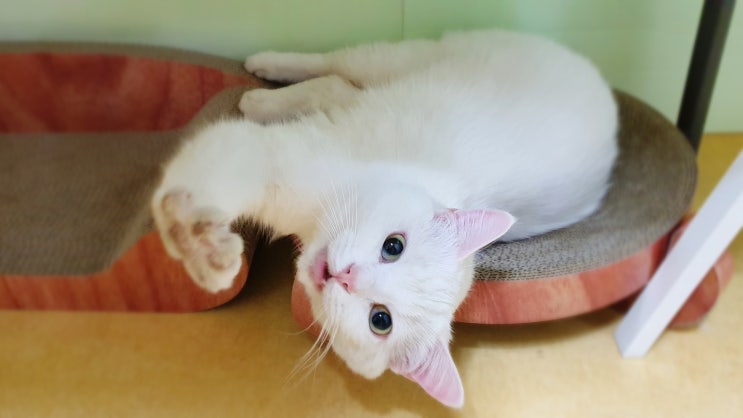  [고양이 스크레처] 한발뚝딱 캣스크래쳐 구매후기 (원형·양면)