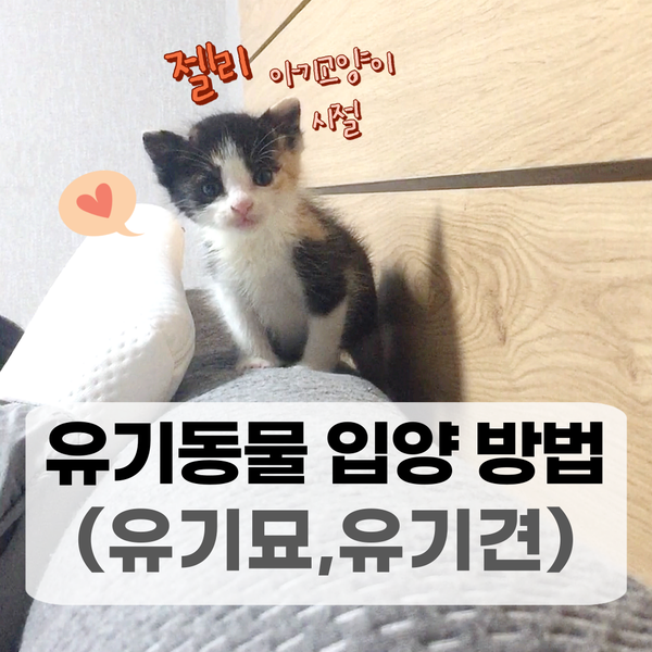  고양이,강아지 (유기묘, 유기견) 입양 방법