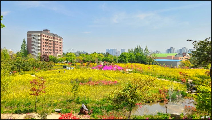  <전북 전주>  도시에서 보는 유채꽃명소>>전주대스타정원#꽃집에는 없는 풍경